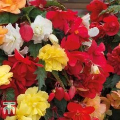 Begonia X Tuberhybrida 'Illumination Mixed' -Perfect Greenery BEGO P86758 C