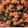 Begonia 'Fragrant Falls Improved&trade; - Apricot Delight' -Perfect Greenery BEGO T47320 A h