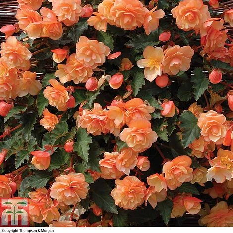 Begonia 'Fragrant Falls Improved™ - Apricot Delight' 3 Begonia 'Fragrant Falls Improved™ - Apricot Delight'
