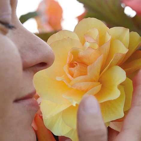 Begonia 'Fragrant Falls Improved™ - Apricot Delight' 4 Begonia 'Fragrant Falls Improved™ - Apricot Delight' - Image 2