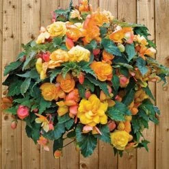 Begonia 'Fragrant Falls Improved™ - Apricot Delight' 8 Begonia 'Fragrant Falls Improved™ - Apricot Delight' -Perfect Greenery BEGO T47320 C h