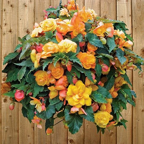 Begonia 'Fragrant Falls Improved™ - Apricot Delight' 5 Begonia 'Fragrant Falls Improved™ - Apricot Delight' - Image 3