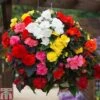 Begonia 'Nonstop Mixed' - Tubers -Perfect Greenery BEGO T47418 A h