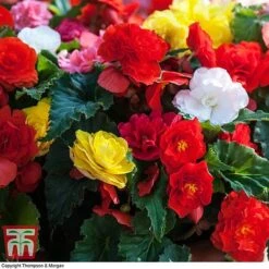 Begonia 'Nonstop Mixed' - Tubers -Perfect Greenery BEGO T47418 B2