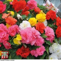 Begonia 'Nonstop Mixed' - Tubers -Perfect Greenery BEGO T47418 B h2