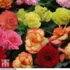 Begonia 'Majestic Mixed' -Perfect Greenery BEGO T67458 B