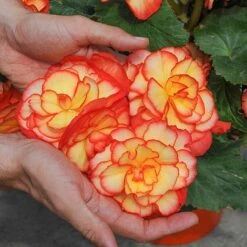 Begonia 'Majestic Mixed' -Perfect Greenery BEGO T67458 C