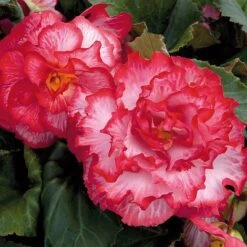 Begonia 'Majestic Mixed' -Perfect Greenery BEGO T67458 F