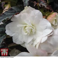 Begonia 'Nonstop Joy Mocca White' 7 Begonia 'Nonstop Joy Mocca White' -Perfect Greenery BEGO TKA0102 A