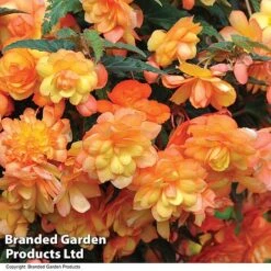 Summer Plant & Seed Collection -Perfect Greenery BEGO APRISHADE T110081