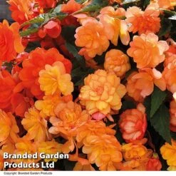 Summer Plant Collection -Perfect Greenery BEGO APRISHADE T16296