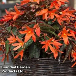 Begonia 'Bossa Nova Night Fever Papaya' -Perfect Greenery BEGO NIGHTFEVE S39360