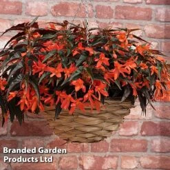 Begonia 'Bossa Nova Night Fever Papaya' -Perfect Greenery BEGO NIGHTFEVE S39368