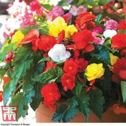 Begonia 'Nonstop Mixed' - Tubers -Perfect Greenery BEGo T47418 D2