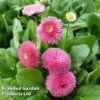 Bellis Perennis 'Rose' -Perfect Greenery BELL 63900 A