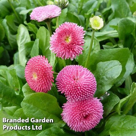 Bellis Perennis 'Rose' -Perfect Greenery BELL 63900 A