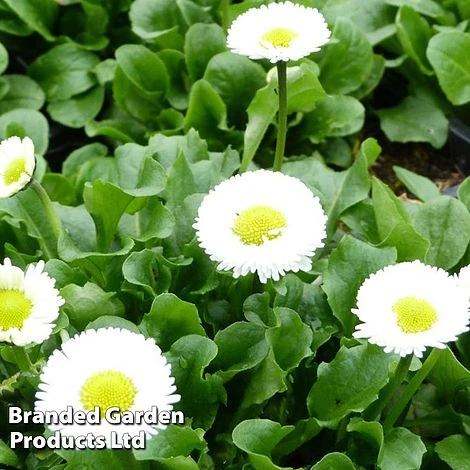Bellis Perennis 'White' 3 Bellis Perennis 'White'