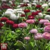 Bellis 'Bellisima Mixed' -Perfect Greenery BELL T62651 A