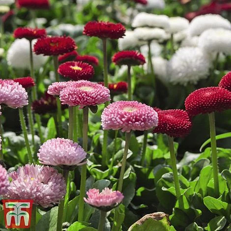 Bellis 'Bellisima Mixed' 4 Bellis 'Bellisima Mixed' - Image 2