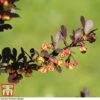 Berberis Thunbergii F. Atropurpurea 'Rose Glow' -Perfect Greenery BER T66077 A