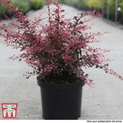 Berberis Thunbergii F. Atropurpurea 'Rose Glow' -Perfect Greenery BER T66077 B