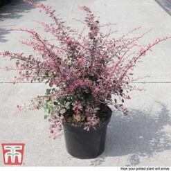 Berberis Thunbergii F. Atropurpurea 'Rose Glow' -Perfect Greenery BER T66077 C
