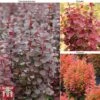 Berberis Trio -Perfect Greenery BERB KB0726 A