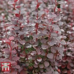 Berberis Trio -Perfect Greenery BERB KB0726 C