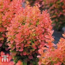 Berberis Trio -Perfect Greenery BERB KB0726 D