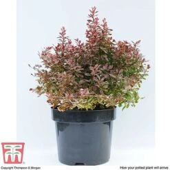 Berberis Thunbergii F. Atropurpurea 'Admiration' -Perfect Greenery BERB T58093 E
