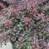 Berberis Thunbergii F. Atropurpurea 'Atropurpurea Nana' -Perfect Greenery BERB T63595 A h