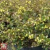 Berberis X Media 'Red Jewel' -Perfect Greenery BERB T66060 A