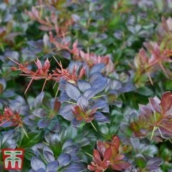 Berberis X Media 'Red Jewel' -Perfect Greenery BERB T66060 B