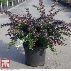 Berberis X Media 'Red Jewel' -Perfect Greenery BERB T66060 D