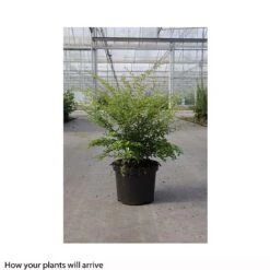 Berberis Thunbergii 'Golden Dream' -Perfect Greenery BERB T66069 B h