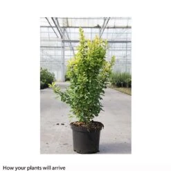 Berberis Thunbergii 'Golden Rocket' -Perfect Greenery BERB T66070 B h