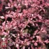 Berberis Thunbergii F. Atropurpurea 'Harlequin' -Perfect Greenery BERB T66072 A