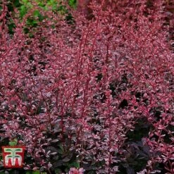 Berberis Thunbergii F. Atropurpurea 'Harlequin' -Perfect Greenery BERB T66072 B
