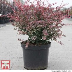 Berberis Thunbergii F. Atropurpurea 'Harlequin' -Perfect Greenery BERB T66072 C