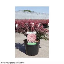 Berberis Thunbergii 'Inspiration' -Perfect Greenery BERB T66073 B h