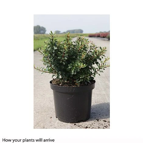 Berberis Thunbergii 'Kobold' 4 Berberis Thunbergii 'Kobold' - Image 2