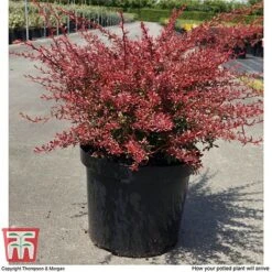 Berberis Thunbergii 'Orange Dream' -Perfect Greenery BERB T66075 C