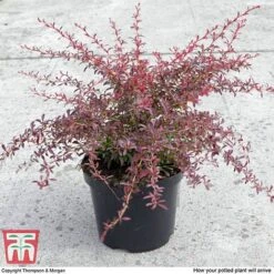 Berberis Thunbergii 'Orange Dream' -Perfect Greenery BERB T66075 D