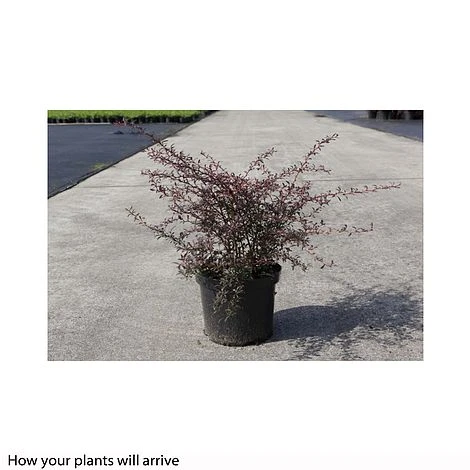 Berberis Thunbergii 'Red Dream' 4 Berberis Thunbergii 'Red Dream' - Image 2