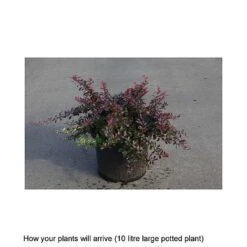 Berberis Thunbergii 'Cabernet' -Perfect Greenery BERB T68264 B h
