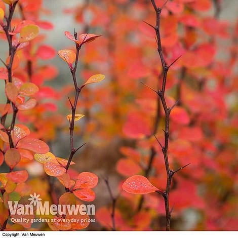 Berberis Thunbergii F. Atropurpurea 'Orange Rocket' 3 Berberis Thunbergii F. Atropurpurea 'Orange Rocket'