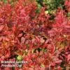 Berberis Thunbergii 'Coral' -Perfect Greenery BERB CORAL S09999