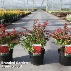 Berberis Thunbergii 'Coral' -Perfect Greenery BERB CORAL S45253