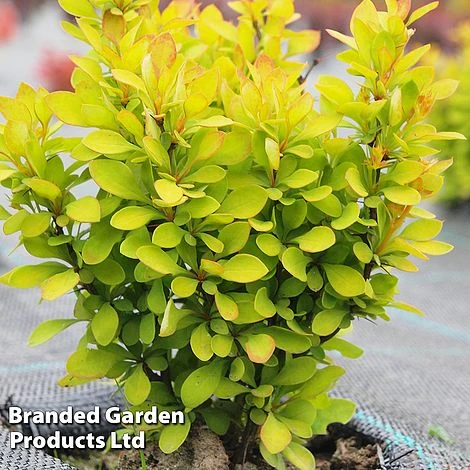 Berberis Thunbergii 'Summer Sunset' 3 Berberis Thunbergii 'Summer Sunset'