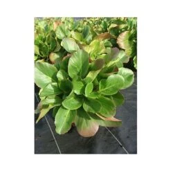 Bergenia Cordifolia 12 Bergenia Cordifolia -Perfect Greenery BERG T66078 A h